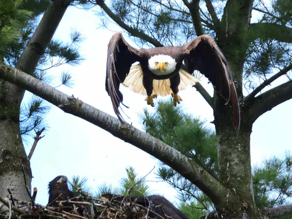 Eagle Flying from Nest with wings bent